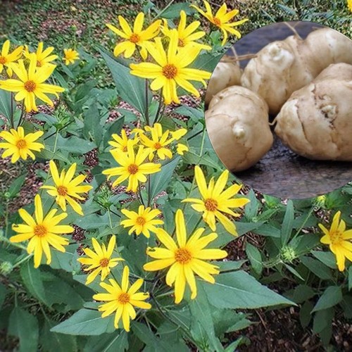 Helianthus tuberosus 'Papas® Patio' - Maapirn 'Papas® Patio' C1,5/1,5L